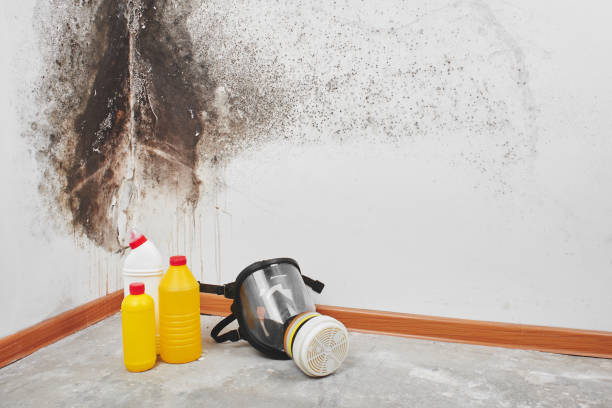 Certified Mold Removal in Mexico, IN