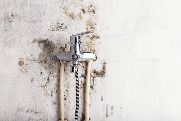Best Local Mold Removal Service  in Mexico, IN