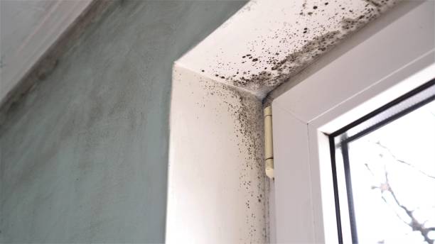 Certified Mold Removal in Mexico, IN