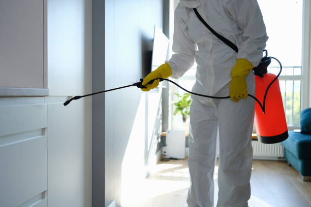 Best Emergency Mold Removal  in Mexico, IN