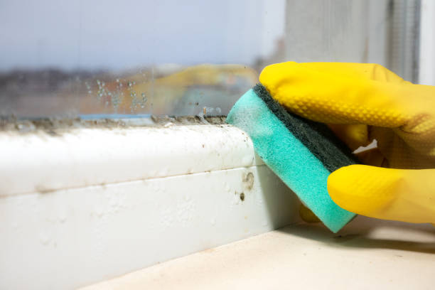 Best Black Mold Removal  in Mexico, IN