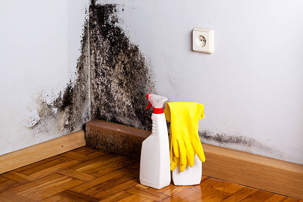Best Commercial Mold Removal  in Mexico, IN