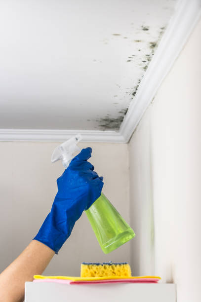 Mold Removal Process in Mexico, IN